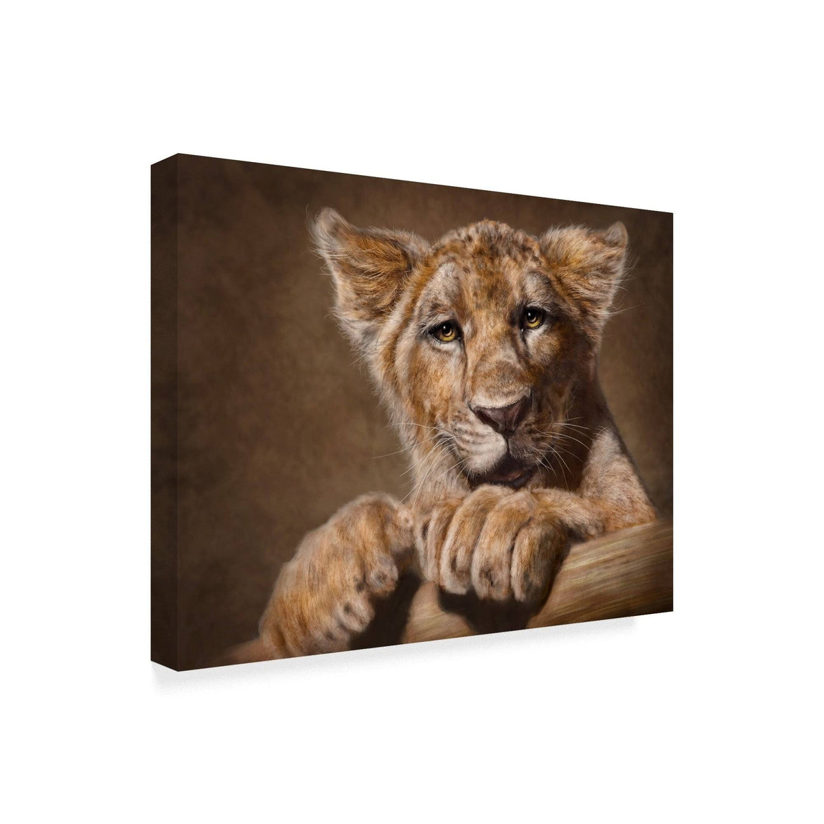 Lion Cub Canvas Art 18x24 L860965