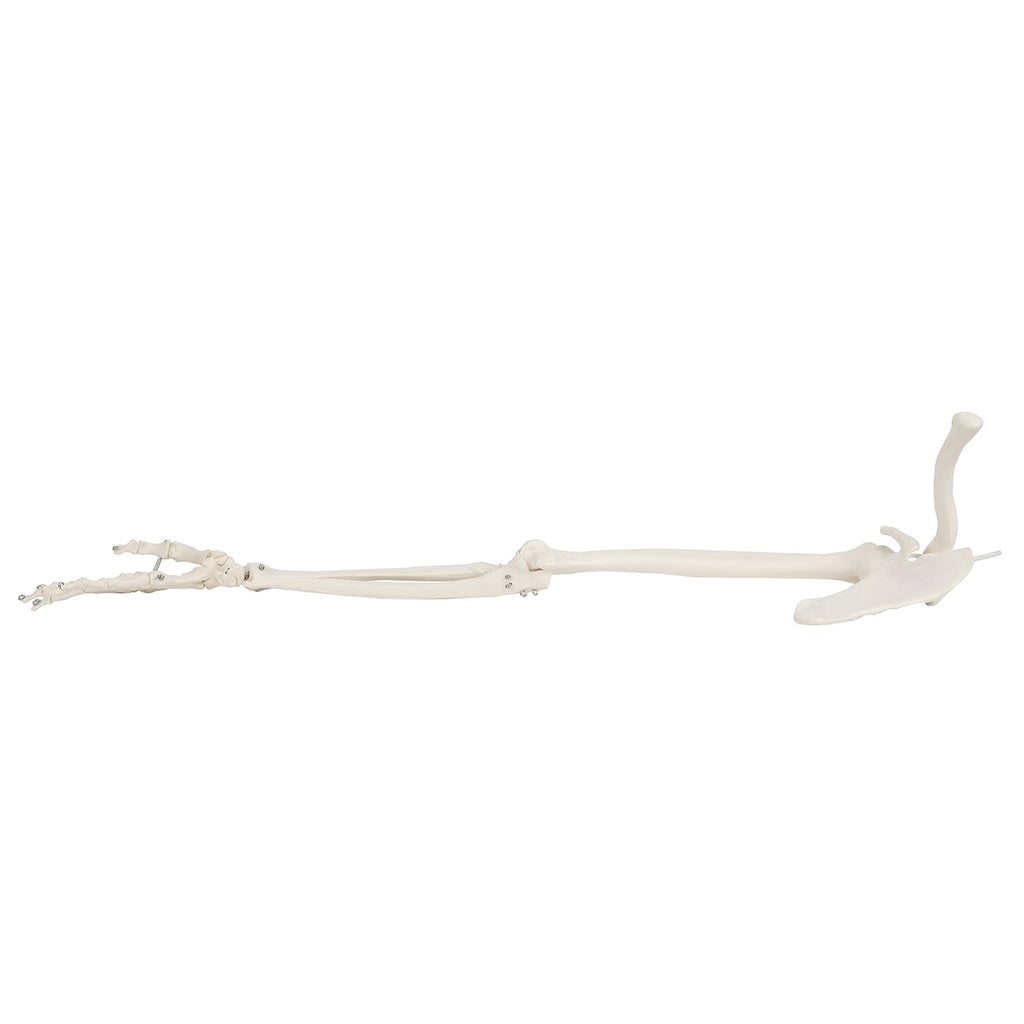 Life-Size Human Arm Skeleton Model Z968448