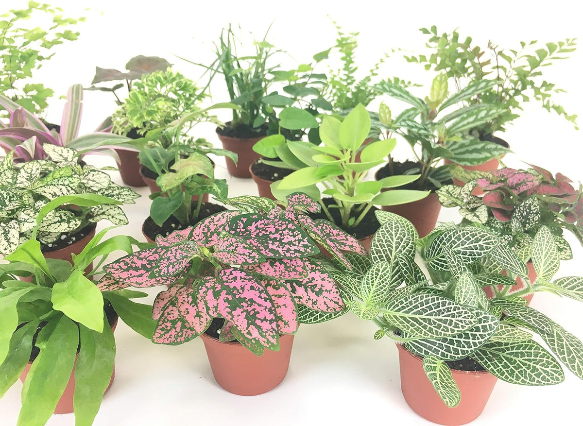 Mini Terrarium Plants (6 Plants) (2" Pots) Assorted Varieties I58062