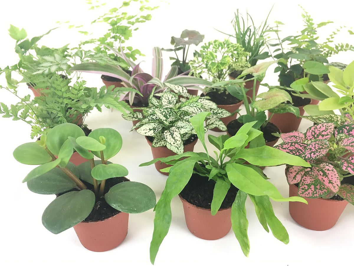 Mini Terrarium Plants (6 Plants) (2" Pots) Assorted Varieties I58062