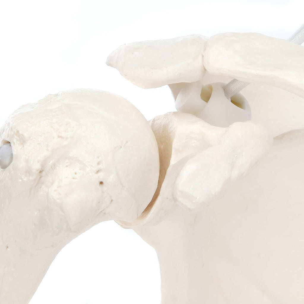 Life-Size Human Arm Skeleton Model Z968448