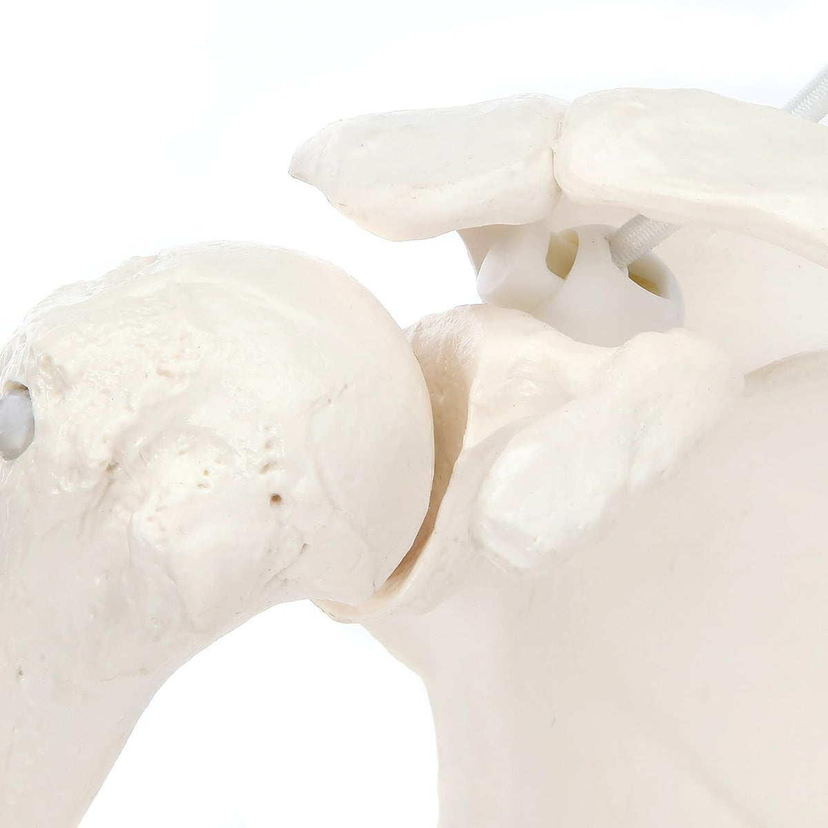 Life-Size Human Arm Skeleton Model Z968448