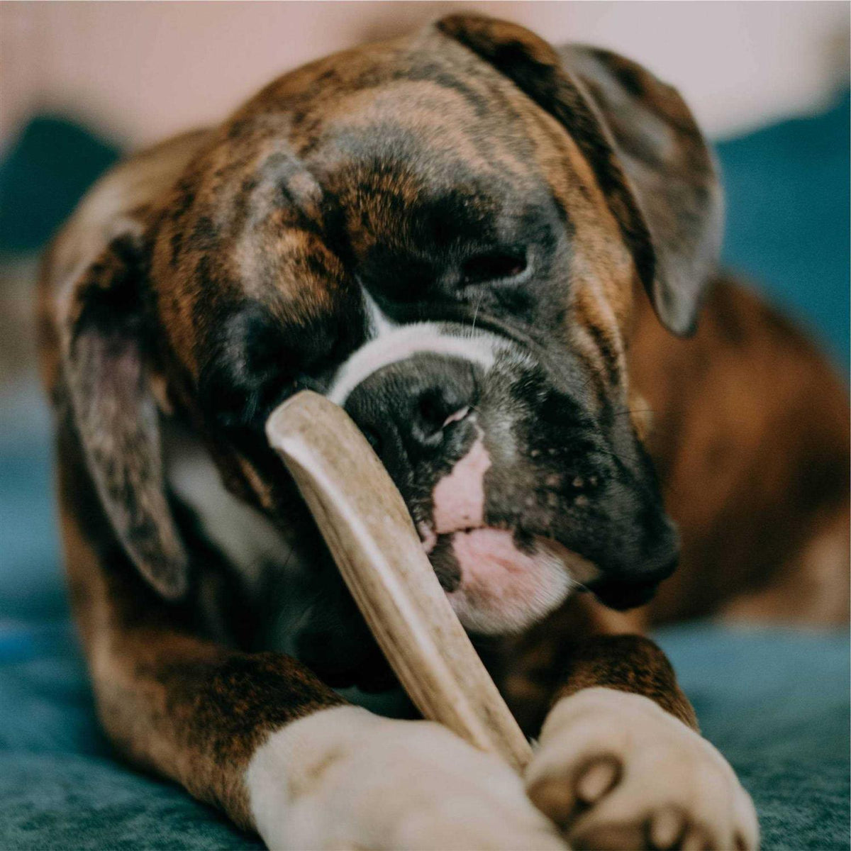 Elk Antler Rawhide Dog Treats Y805