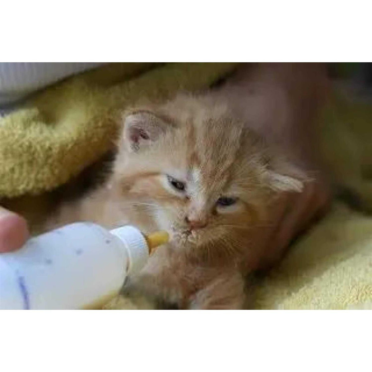 Pet Nursing Kit Z4847