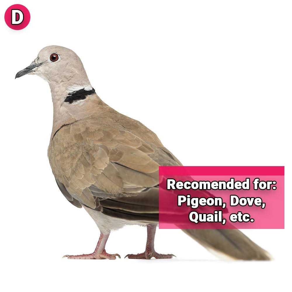 Pigeon & Dove Seed F2235
