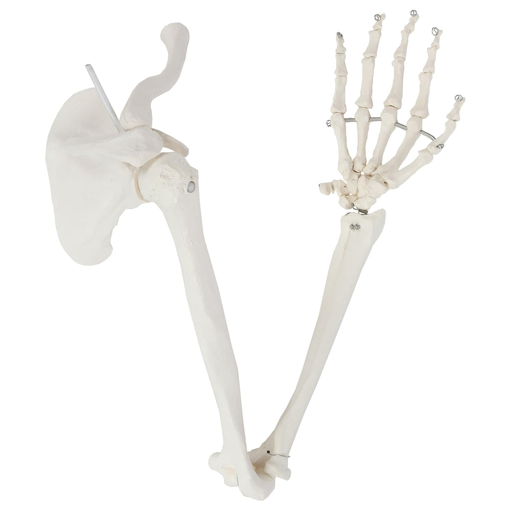 Life-Size Human Arm Skeleton Model Z968448