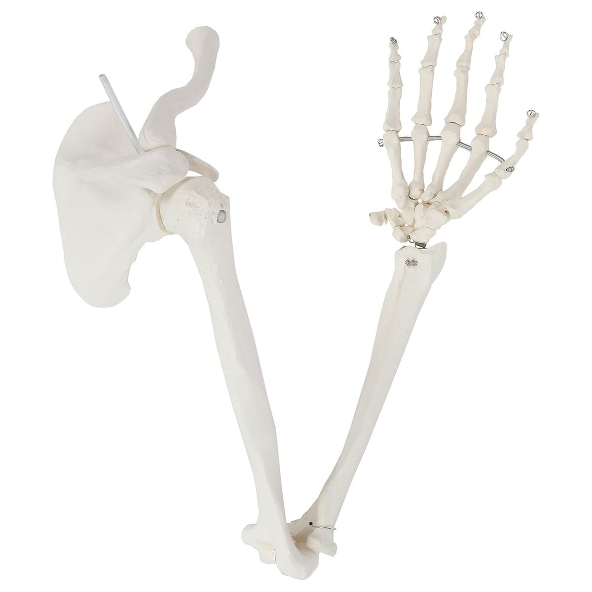 Life-Size Human Arm Skeleton Model Z968448