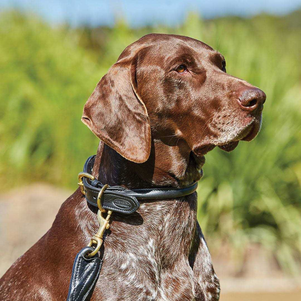 Rolled Leather Dog Collar Z91889