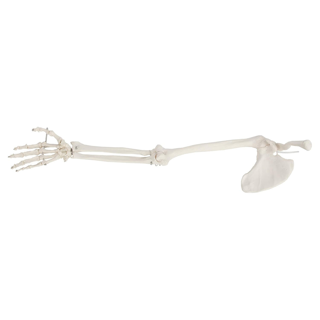 Life-Size Human Arm Skeleton Model Z968448