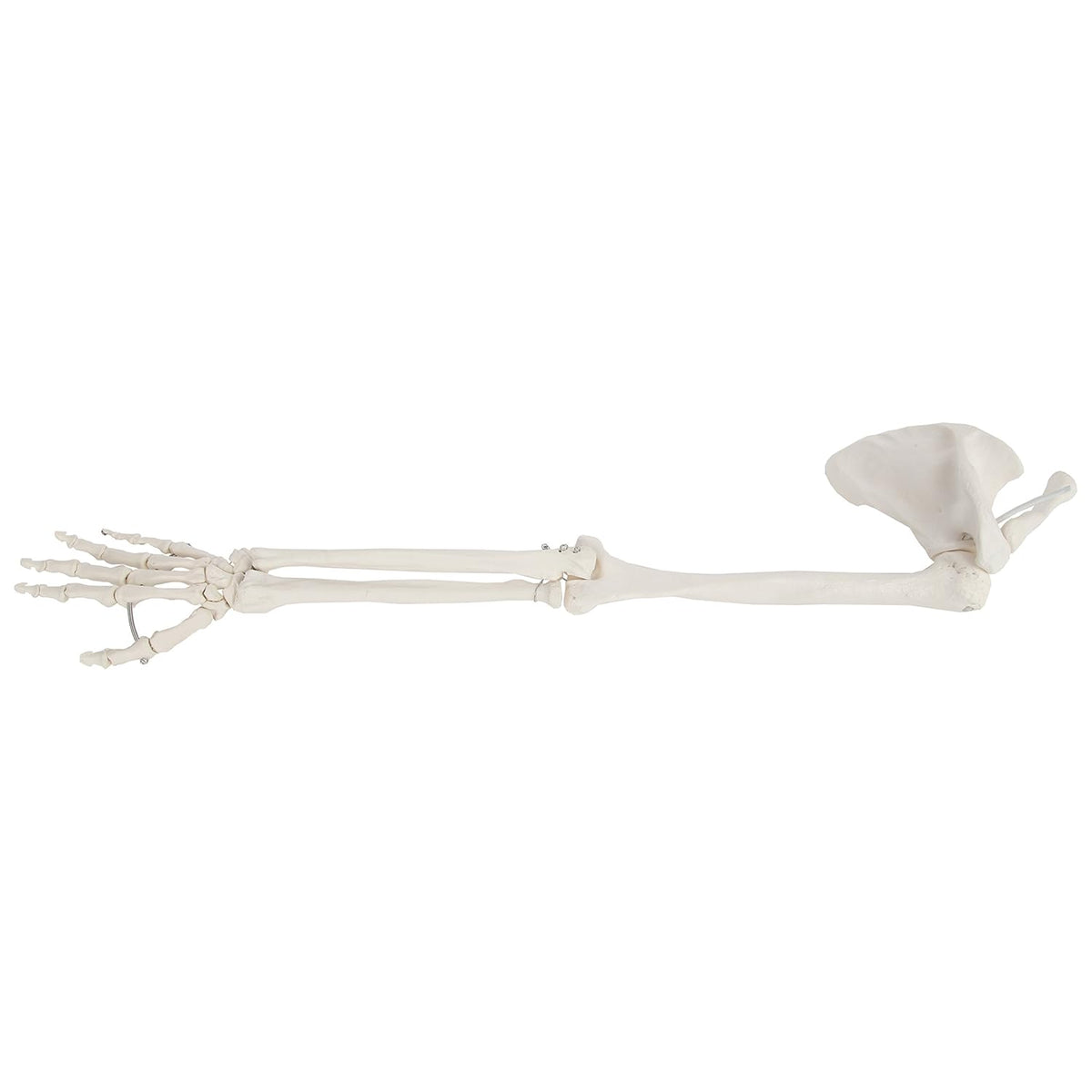 Life-Size Human Arm Skeleton Model Z968448