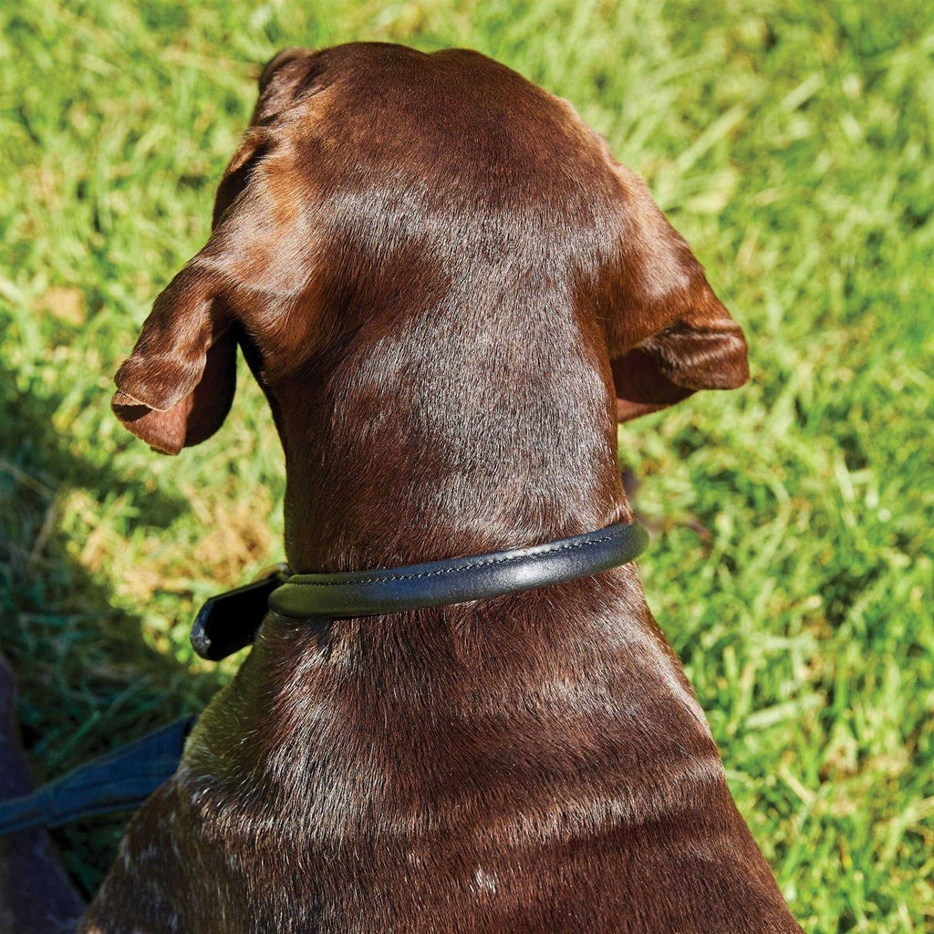 Rolled Leather Dog Collar Z91889