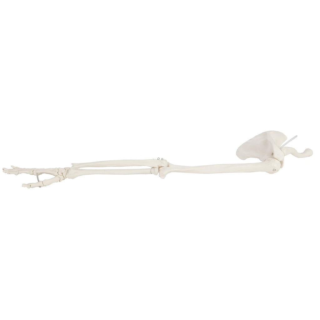 Life-Size Human Arm Skeleton Model Z968448