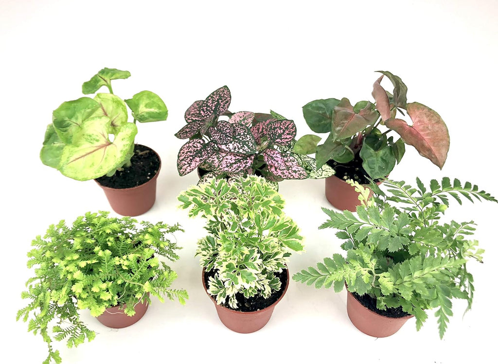 Mini Terrarium Plants (6 Plants) (2" Pots) Assorted Varieties I58062