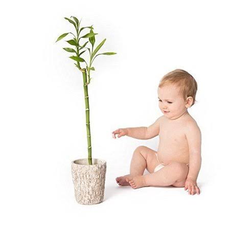 Bamboo Disposable Diapers, Small, 94 Count C806056