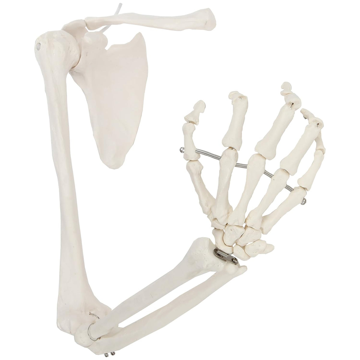 Life-Size Human Arm Skeleton Model Z968448
