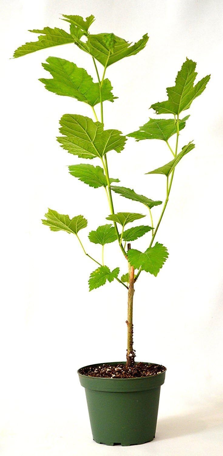 Dwarf Everbearing Mulberry Plant Tree 4" Pot L952650
