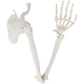 Life-Size Human Arm Skeleton Model Z968448