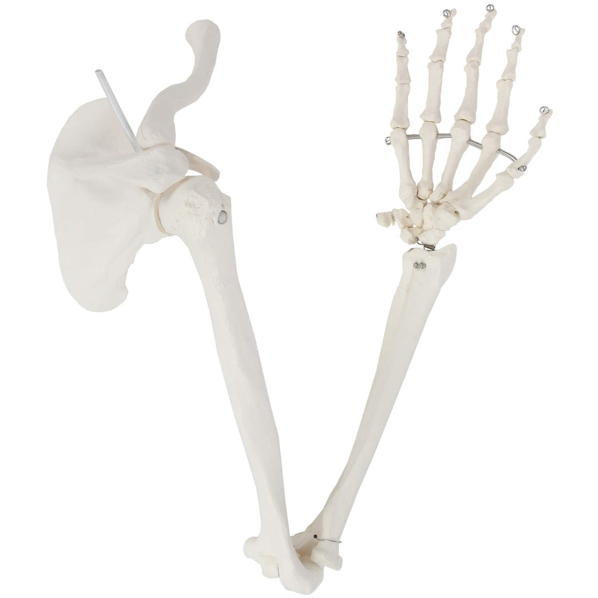 Life-Size Human Arm Skeleton Model Z968448