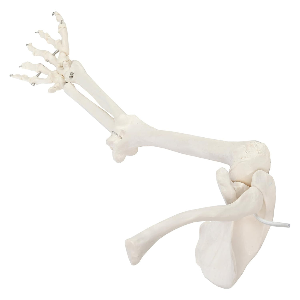 Life-Size Human Arm Skeleton Model Z968448