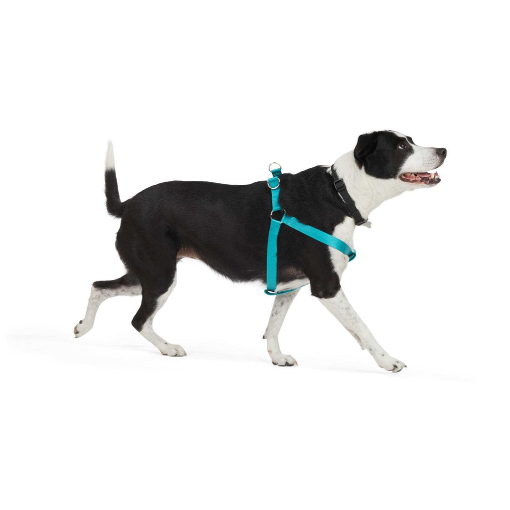 Dog Harness V508777