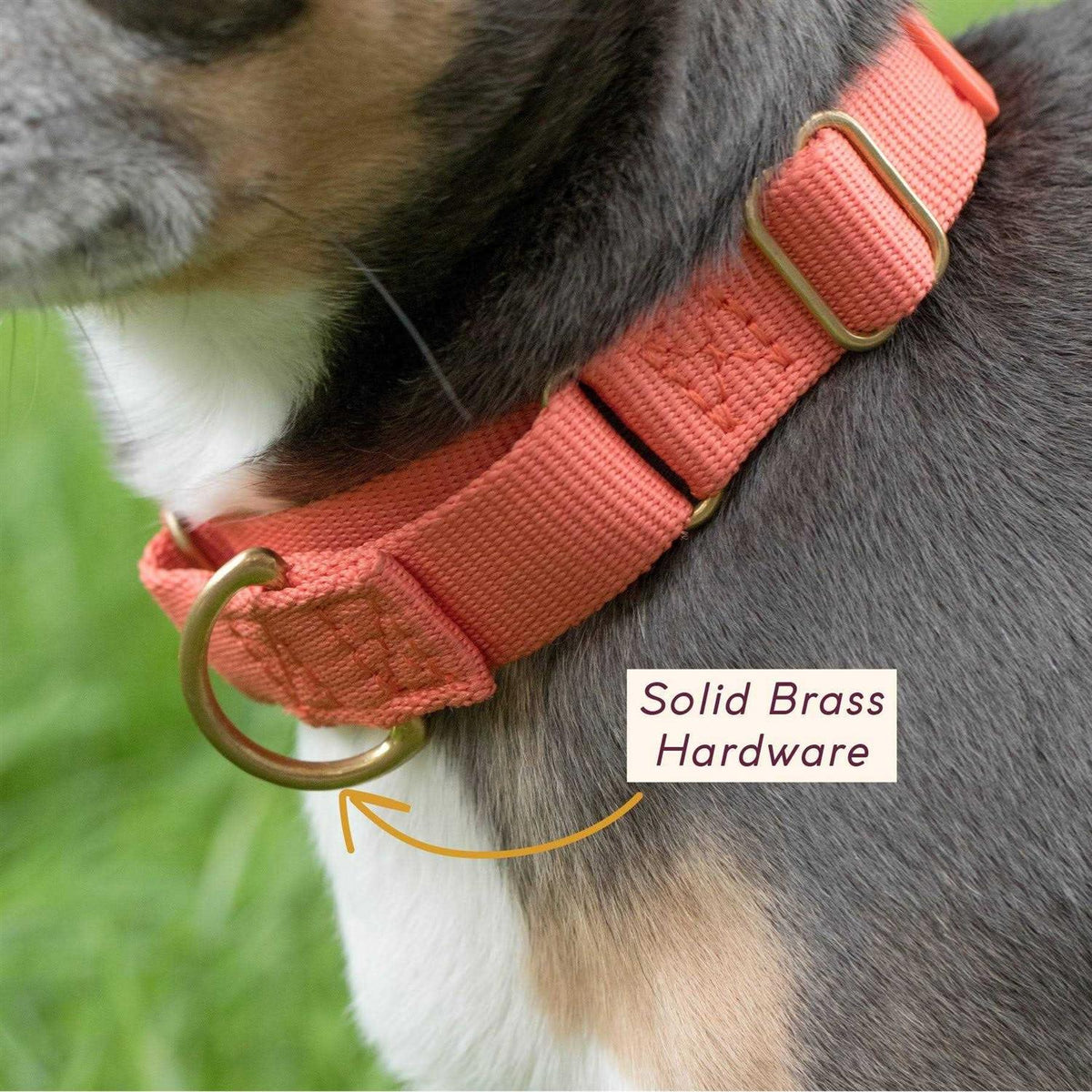Martingale Dog Collar E4987