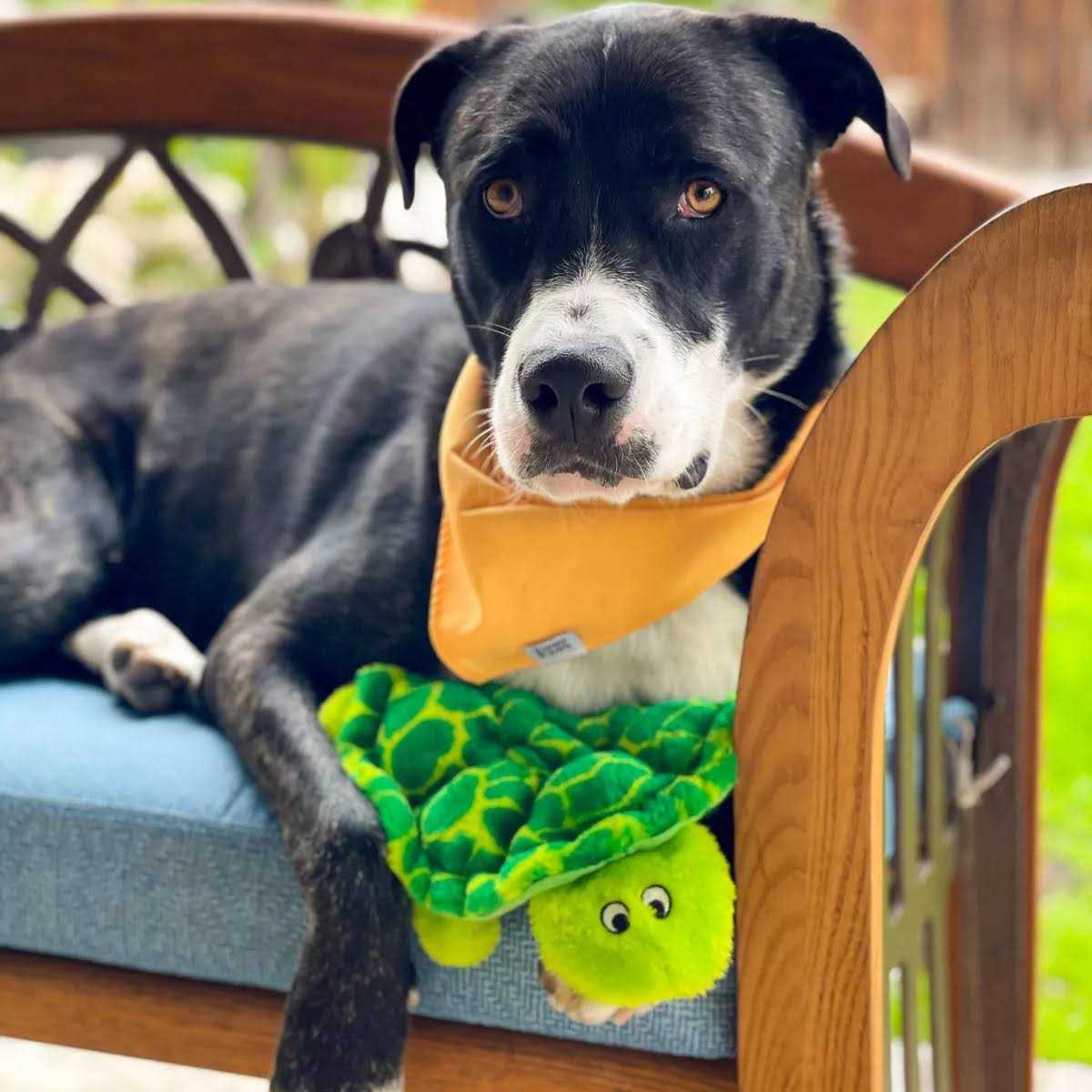Plush Dog Toy A86514
