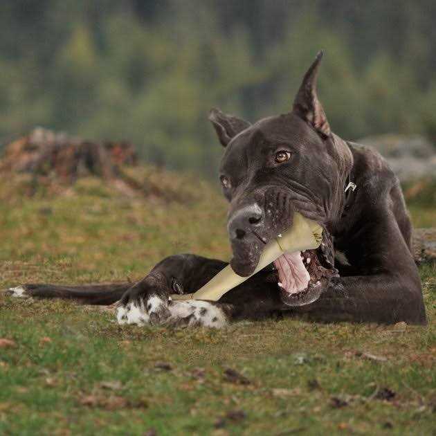Beef Hide Knotted Bone Dog Chews M967655
