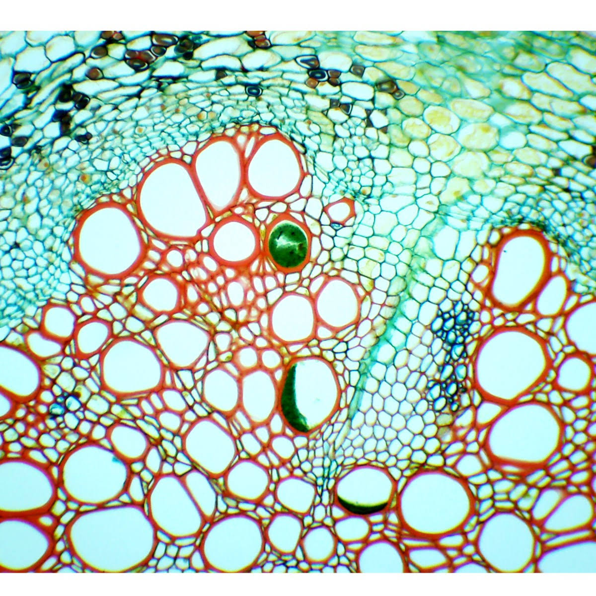 40X-2500X Binocular Compound Microscope with 3.0MP USB Camera Y720772
