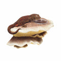 Mushroom Feeding Ledge K48067
